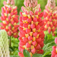lupinus tequila flame