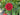 Echinacea ‘Double Scoop Cranberry’