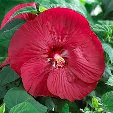 hibiscus luna red