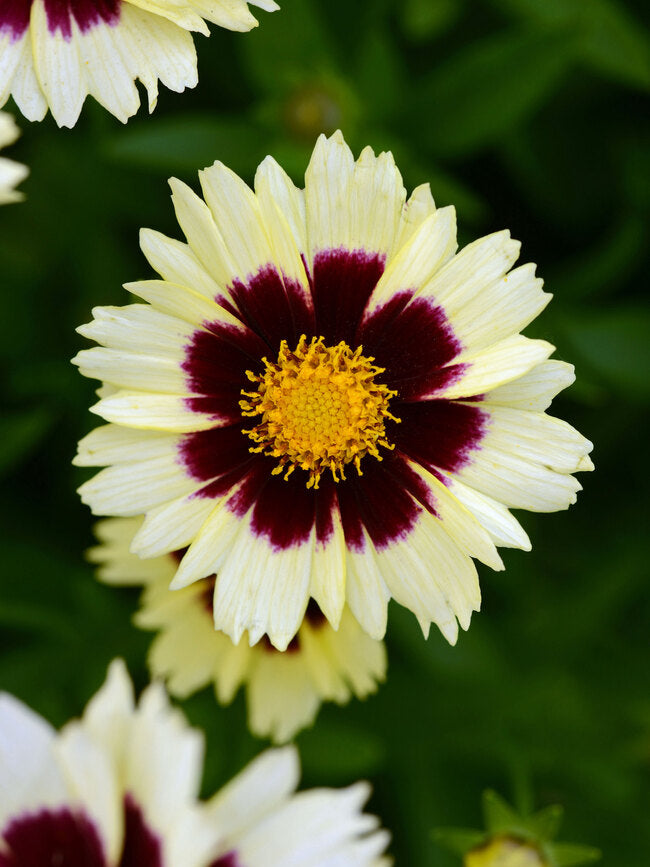 Coreopsis ‘cream and red’