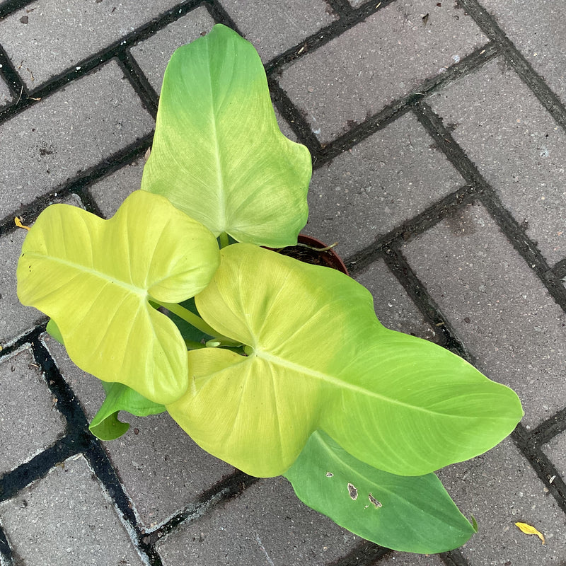 Philodendron Golden Violin