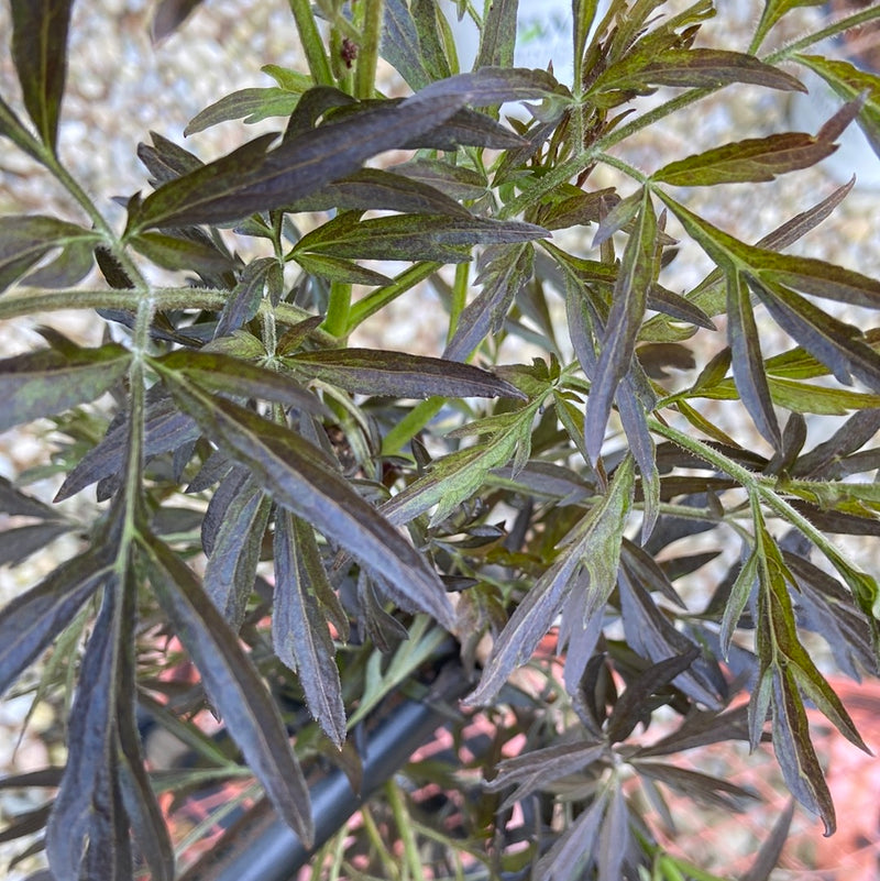 Sambucus n. 'Black Lace®