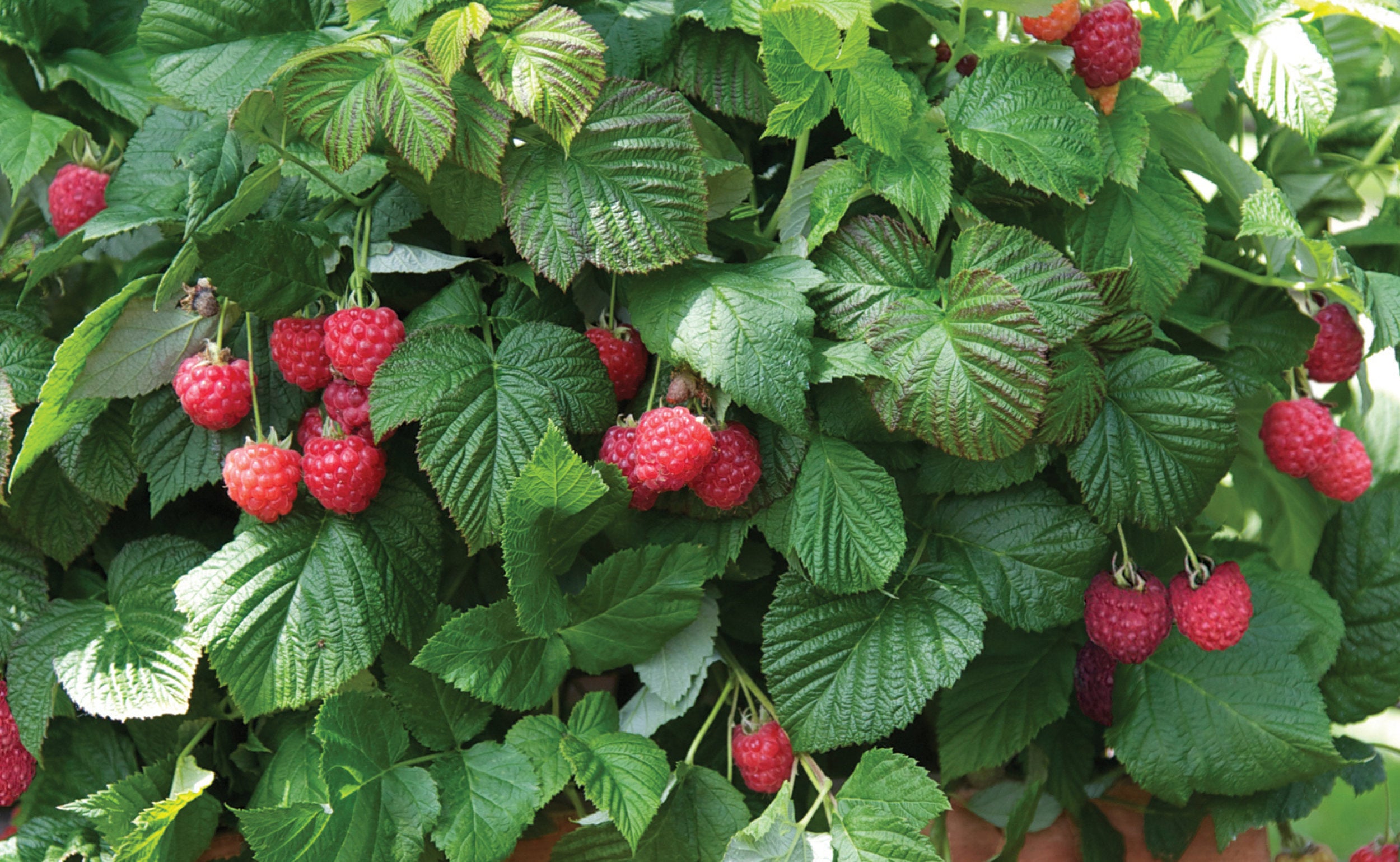 Fruit-Raspberry Shortcake Bushel&Berry