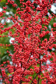 Ilex 'Winter Red'