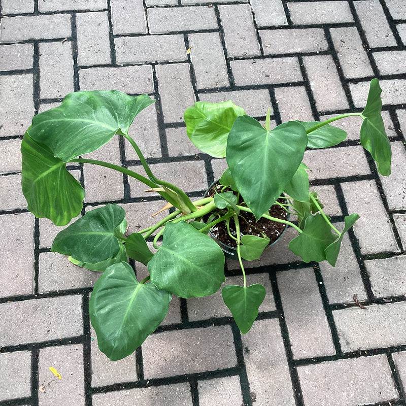 Philodendron Giganteum