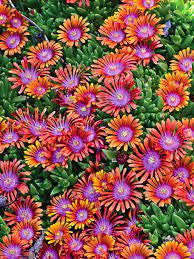 delosperma ‘fire spinner’