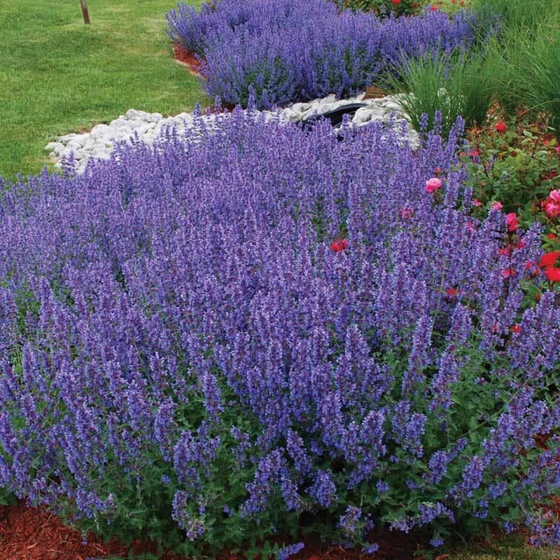 Nepeta faassenii 'Walker's Low'