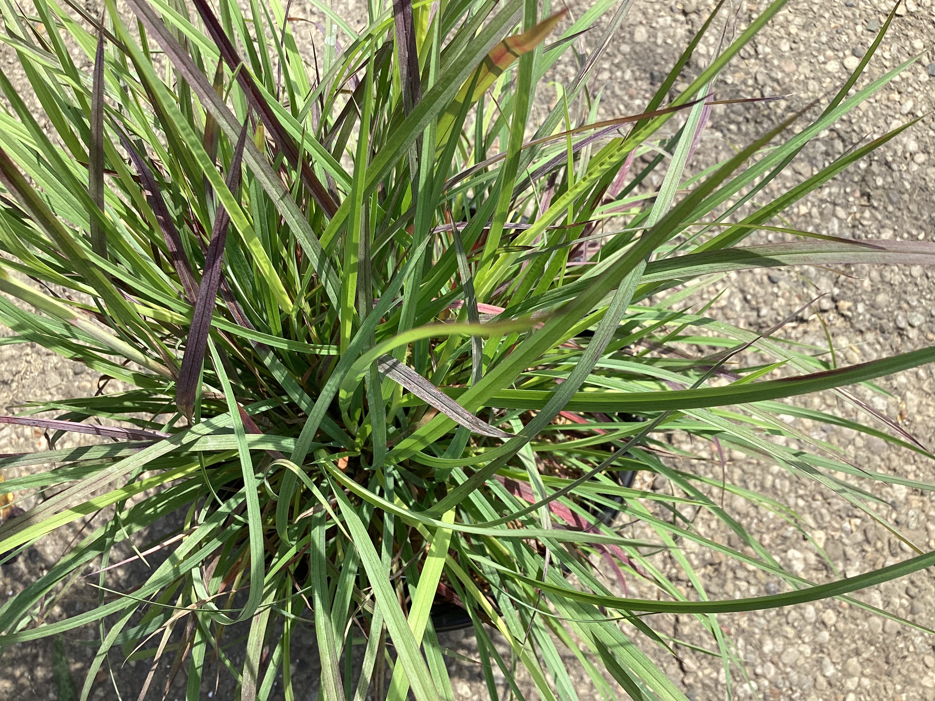 Schizachyrium s. ‘Twilight Zone’