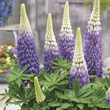Lupinus ‘Persian slipper’