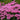 Monarda d. Sugar Buzz Bubblegum Blast