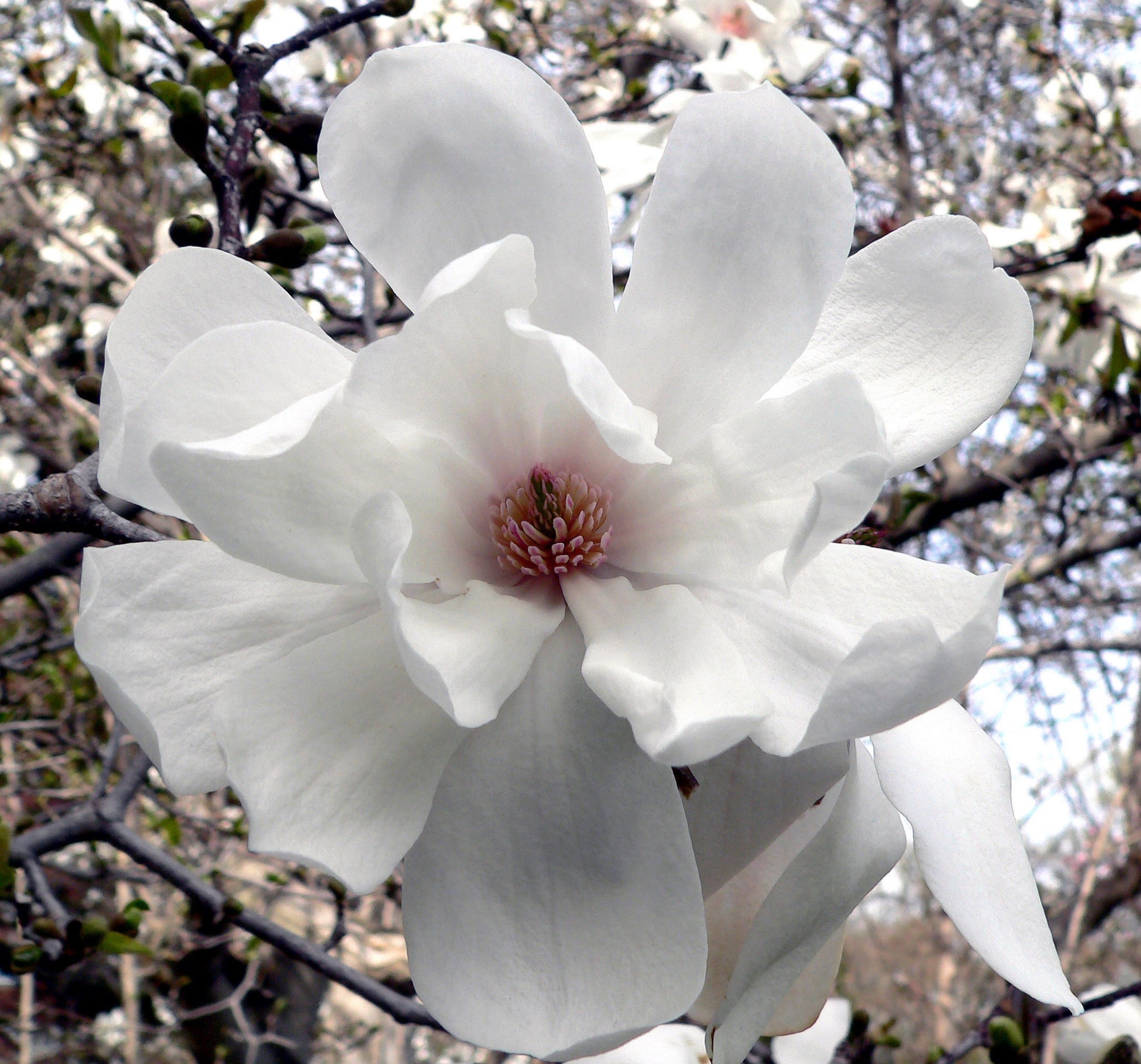 Magnolia x I. ‘Merrill’ MS