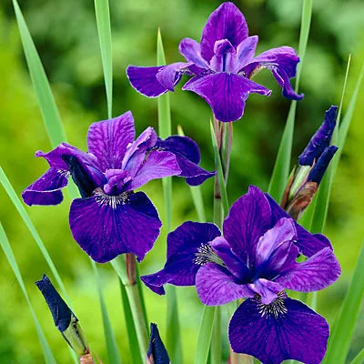 Iris ‘Caesar’s Brother’