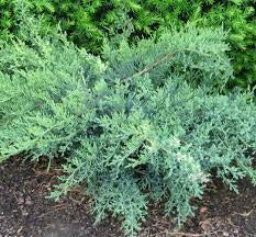Juniperus c. 'Nick's Compacta'
