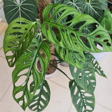 Monstera Equeleto