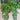 Monstera Equeleto