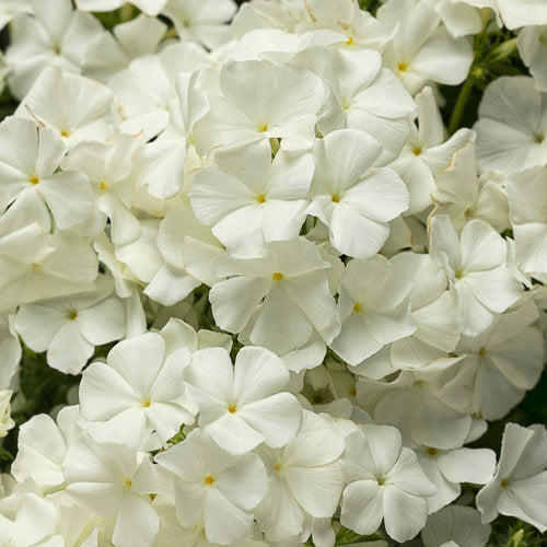 Phlox Intensia White