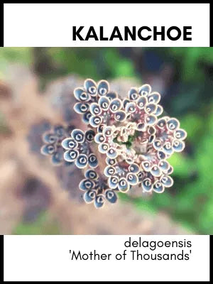Euphorbia Delagoensis