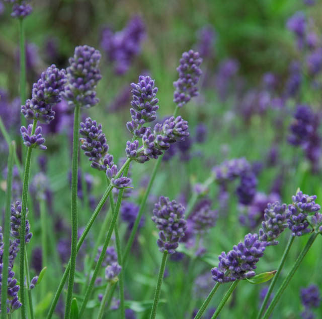 Lavandula 'Provence'