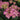 Hydrangea x. Let's Dance Can Do!