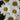 Leucanthemum s. 'Daisy May' Amazing Daisies®