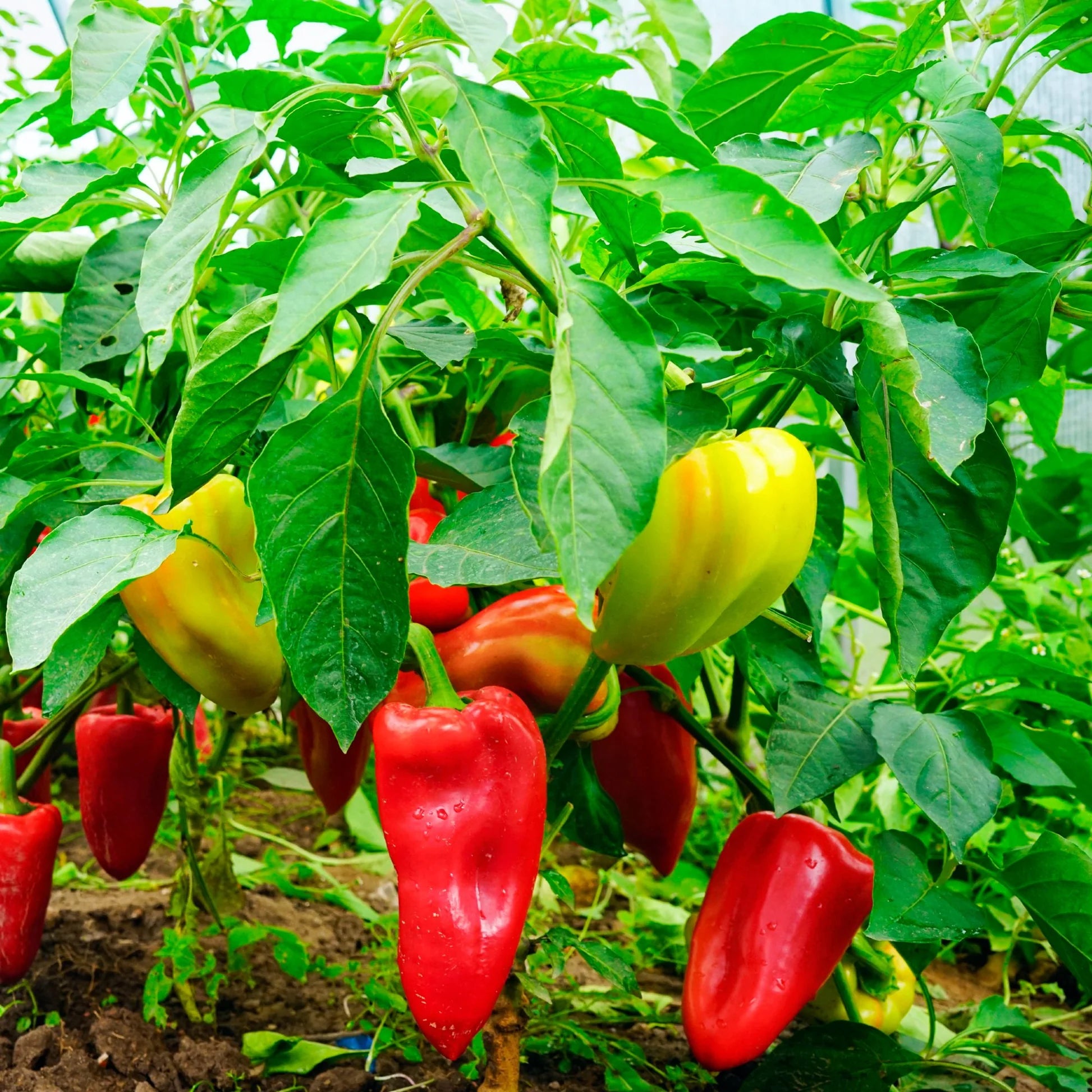 Peppers (Edible)
