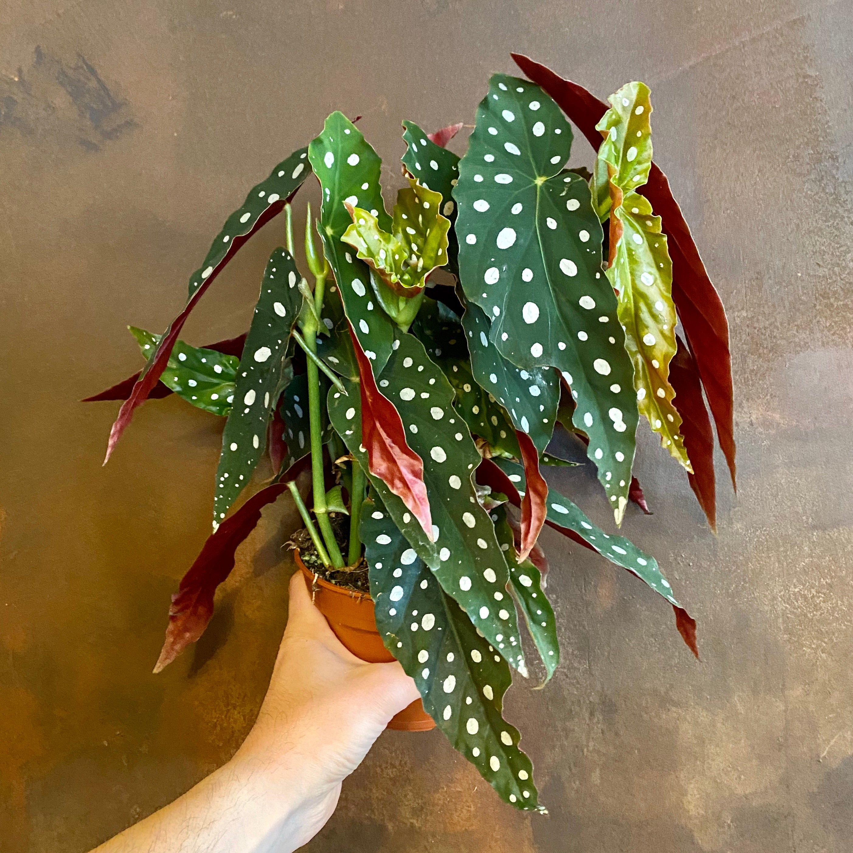Begonia 'Maculata'