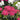 Monarda d. 'Pardon My Rose'