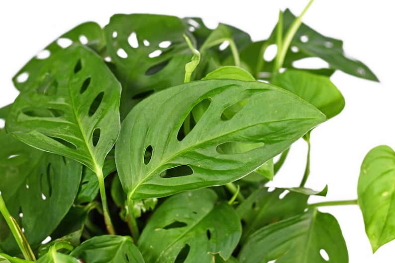 Monstera Acuminata CLIMB-ITT