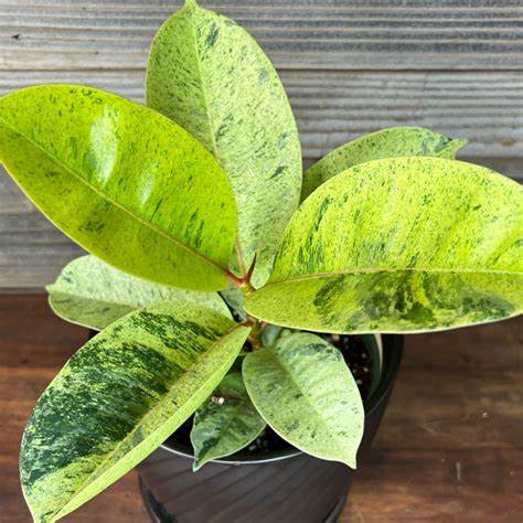 Ficus 'Moonshine'