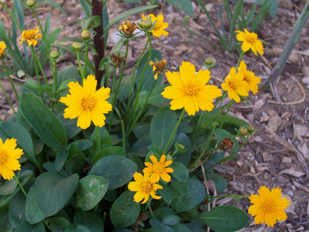 Coreopsis a. 'Nana'