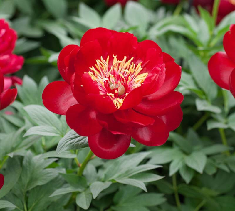 Paeonia 'Buckeye Belle'