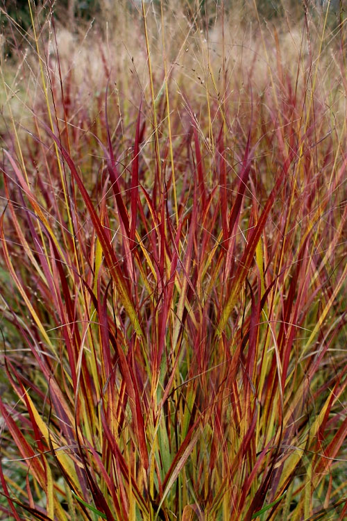 Panicum virgatum 'Shenandoah' – Joe Cappel’s Garden Center