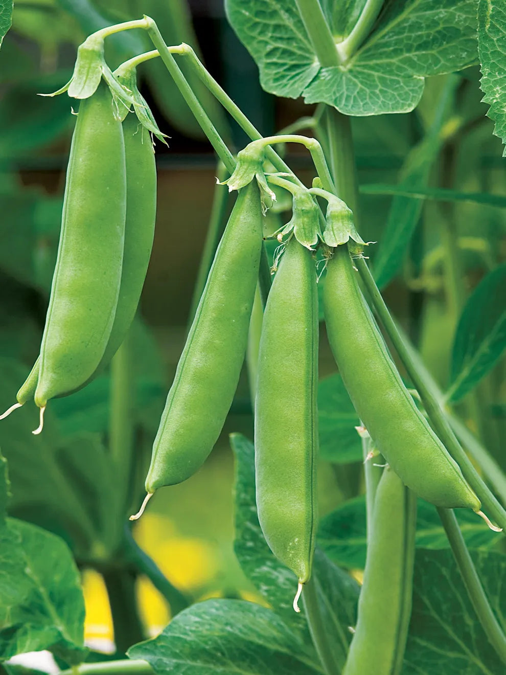 Sugar Snap Peas