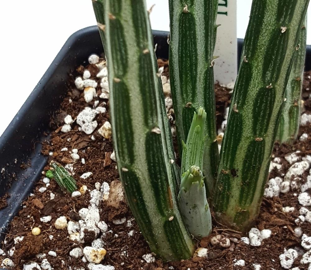 Pickle Plant