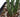 Pickle Plant
