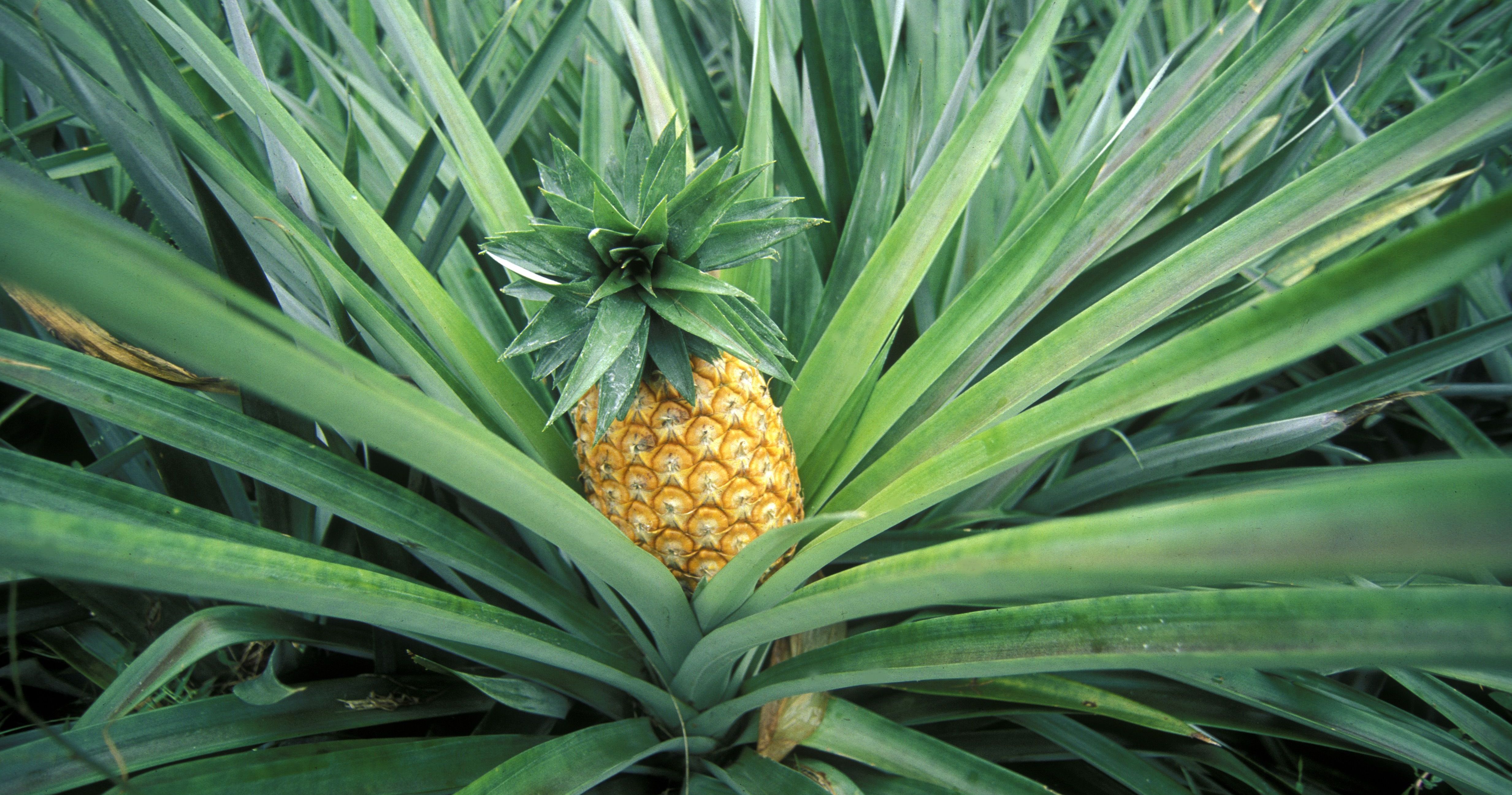 Pineapple Plant