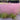 Muhlenbergia capillaris (Pink Muhly Grass)