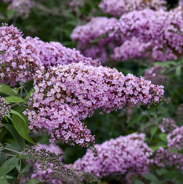 Buddleia 'Pink Cascade II'