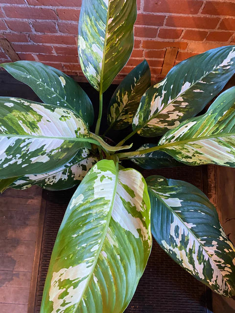 Dieffenbachia 'Puerto Rico'