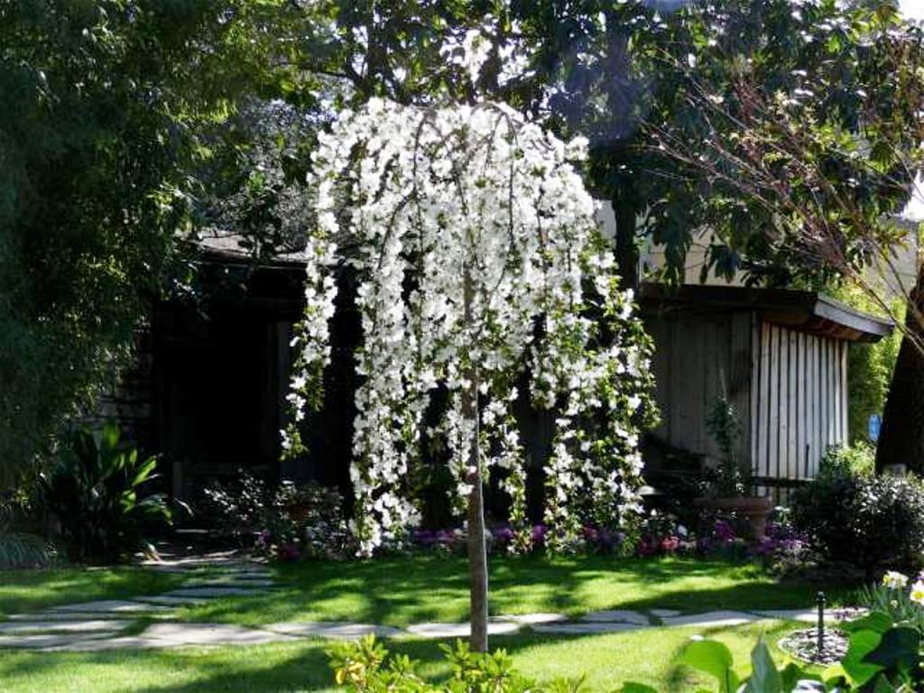 Prunus ‘Snow Fountain’ STD