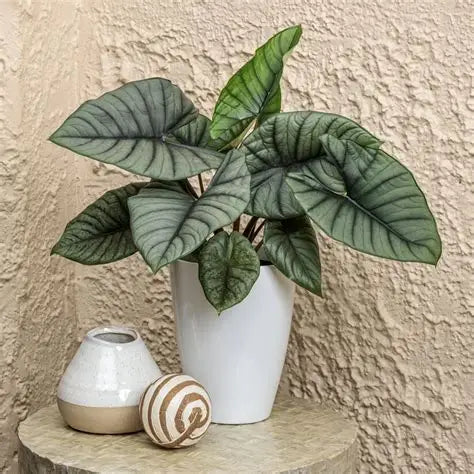 Alocasia Quiksilver