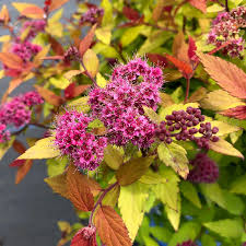 Spirea 'Rainbow Fizz'