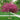 Royal Raindrops® Flowering Crabapple