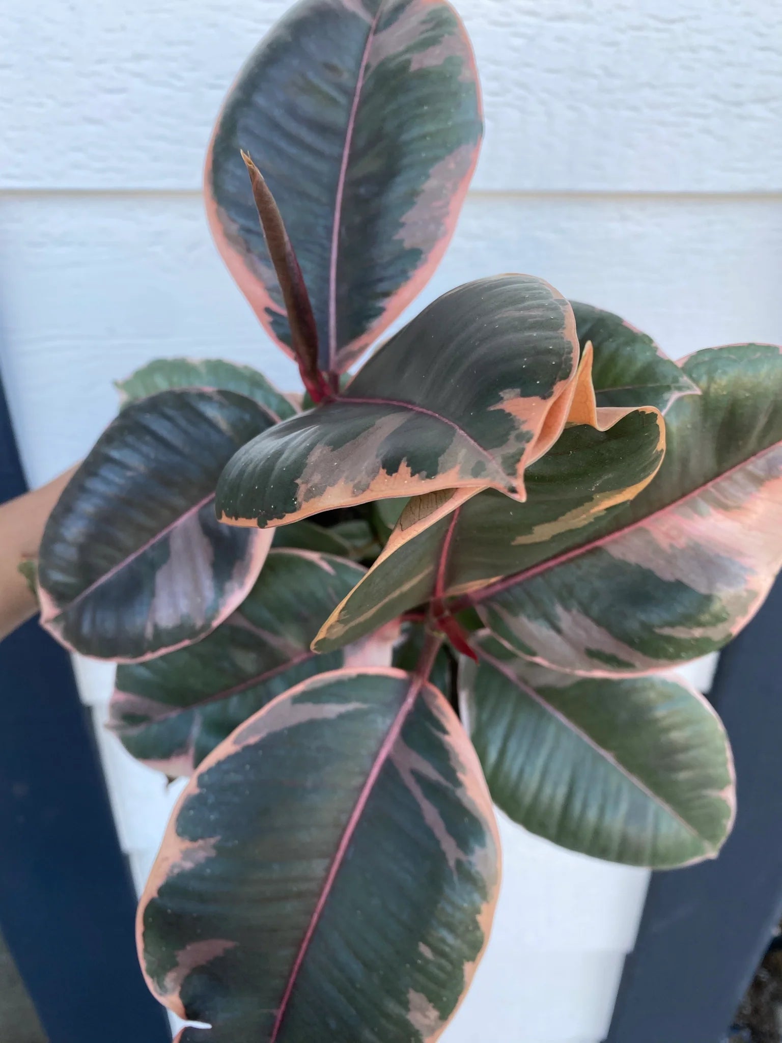 Ficus Elastica 'Ruby'