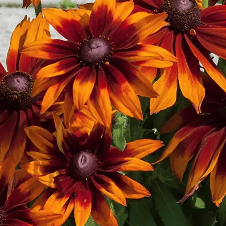 Rudbeckia 'Cappuccino'