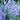 Perovskia atriplicifolia 'Russian Sage'