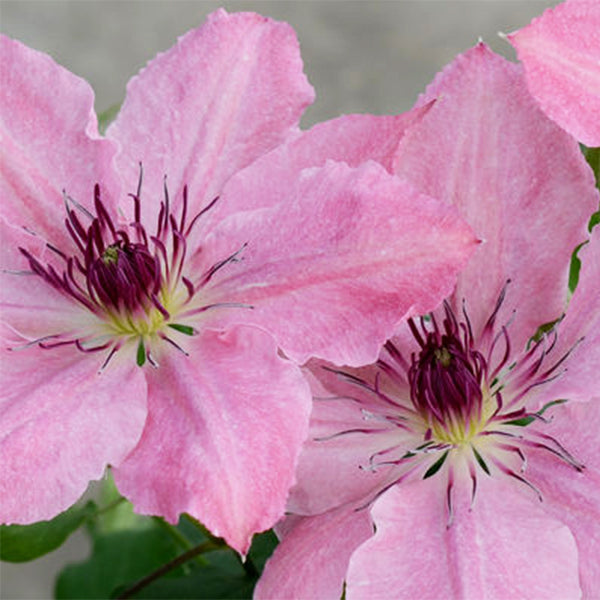 Clematis Boulevard Sarah Elizabeth™