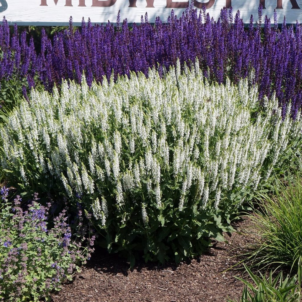 Salvia n. 'Snowhill'