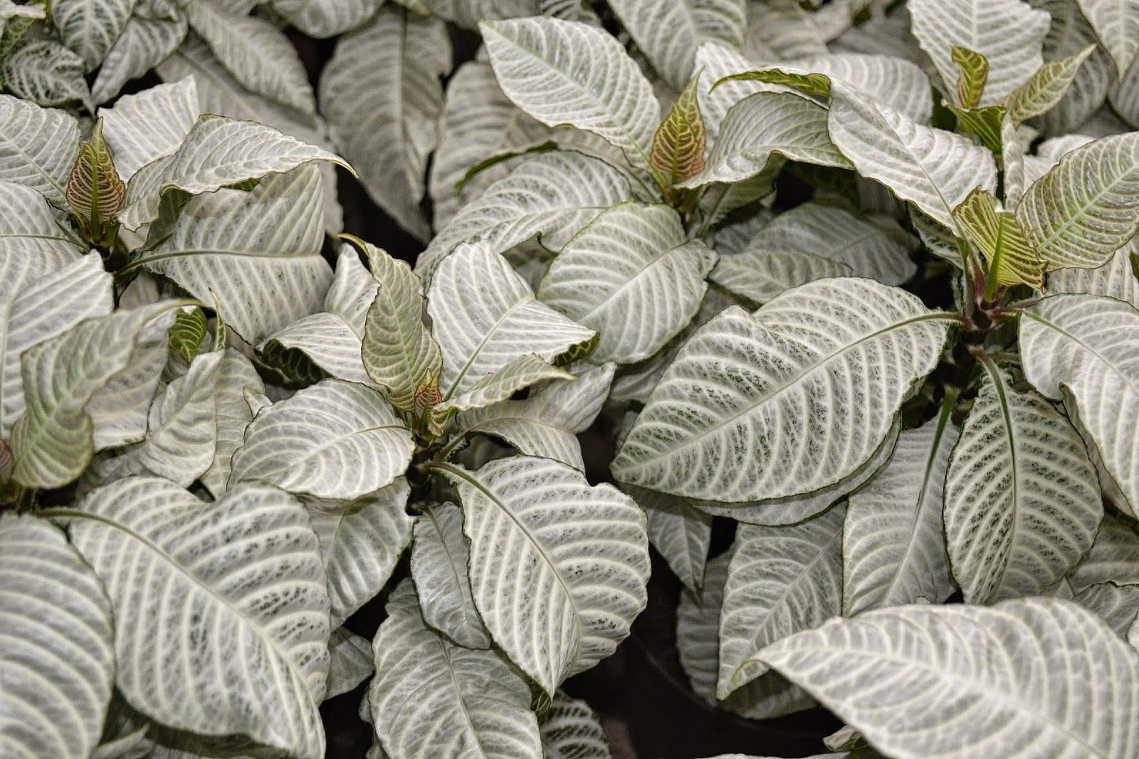 'Snow White' Zebra Plant