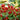 Spigelia m. ‘Apple Slices'